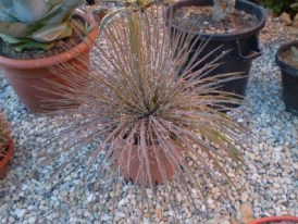 Cactus Agave Germinflor